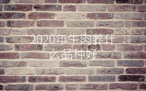 2020年牛肉养什么品种好