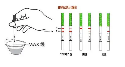 做完第二天怎么知道自己是否怀孕